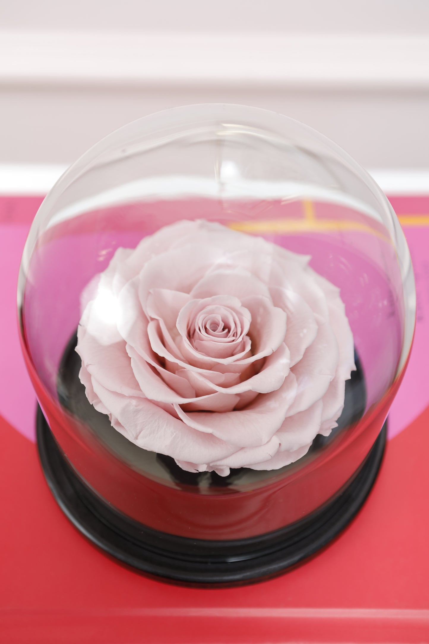 Domo Belle 4" con Rosa XXL Fucsia SV24