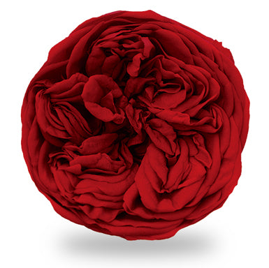 Votivo 2" Rosa Clásica o Garden Rose Small Red One
