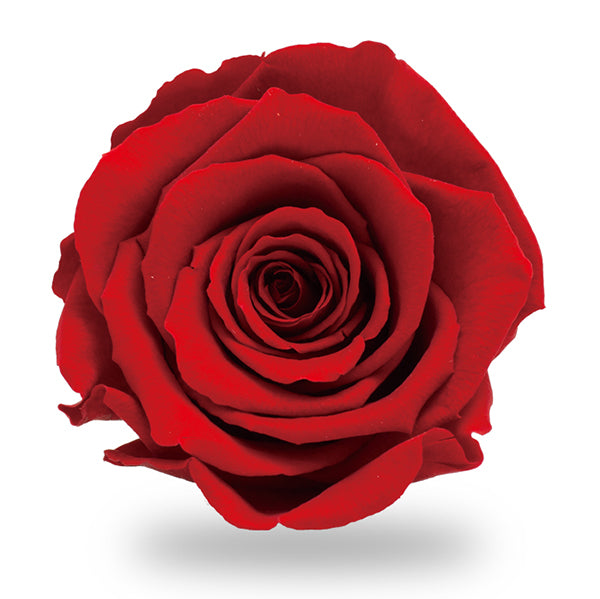 Votivo 2" Rosa Clásica o Garden Rose Small Red One